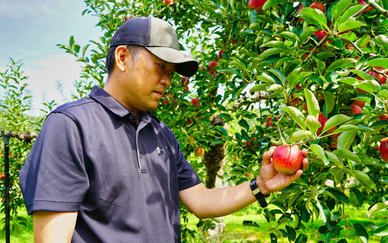 アップルパイ りんごパイ通販 林檎の樹らら 山口 徳佐りんご