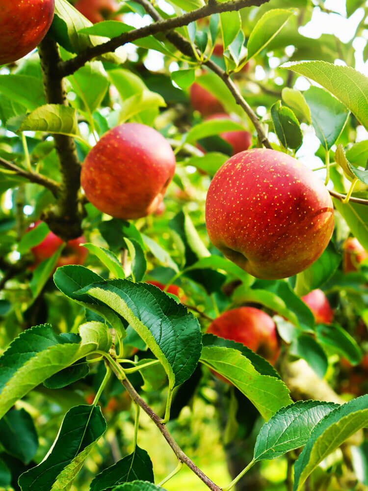 アップルパイ りんごパイ通販 林檎の樹らら 山口 徳佐りんご